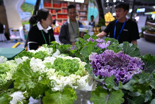 (251204) -- HAIKOU, Dec. 4, 2025 (Xinhua) -- Visitors learn about potted cabbages at the 28th China (Hainan) International Winter Trade Fair for Tropical Agricultural Products in Haikou, south China's Hainan Province, Dec. 4, 2025. The trade fair opened here on Thursday. (Xinhua/Guo Cheng)