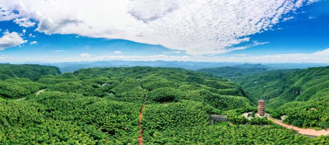 (251205) --CHENGDU, Dec. 5, 2025 (Xinhua) -- This undated aerial drone photo shows a scenery of the Southern Sichuan Bamboo Sea scenic spot in Yibin, southwest China's Sichuan Province. TO GO WITH "China Focus: Bamboo culture revives amid China's eco-friendly endeavors" (Xinhua)