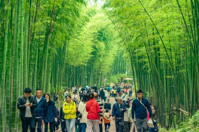 (251205) --CHENGDU, Dec. 5, 2025 (Xinhua) -- This undated photo shows tourists visiting the Southern Sichuan Bamboo Sea scenic spot in Yibin, southwest China's Sichuan Province. TO GO WITH "China Focus: Bamboo culture revives amid China's eco-friendly endeavors" (Xinhua)