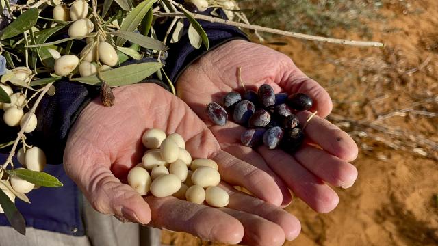 (251205) -- TARHUNA, Dec. 5, 2025 (Xinhua) -- A worker displays freshly picked olives in northwest Libya's Tarhuna, Dec. 4, 2025. Thanks to mild climate and fertile soil, Tarhuna is one of the most prominent olive cultivation regions in Libya. The olive industry here is a main source of income for many local families as well as one of the key economy boosters through various related activities. (Photo by Hazem Turkia/Xinhua)