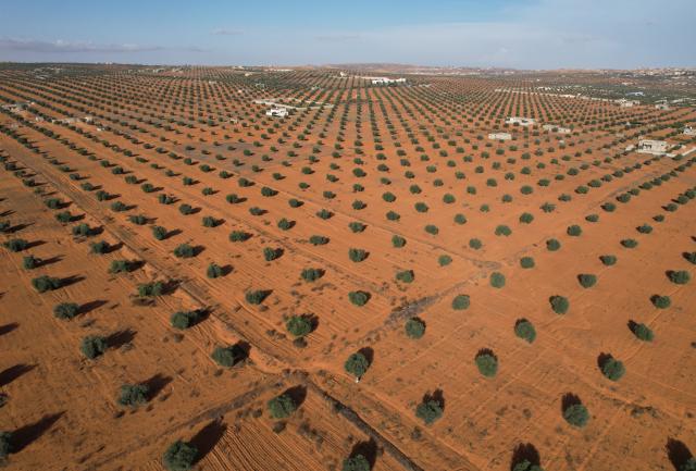(251205) -- TARHUNA, Dec. 5, 2025 (Xinhua) -- A drone photo taken on Dec. 4, 2025 shows an olive grove in northwest Libya's Tarhuna. Thanks to mild climate and fertile soil, Tarhuna is one of the most prominent olive cultivation regions in Libya. The olive industry here is a main source of income for many local families as well as one of the key economy boosters through various related activities. (Photo by Hazem Turkia/Xinhua)
