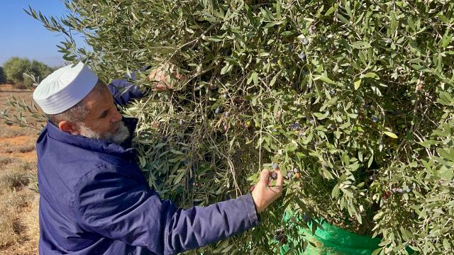 (251205) -- TARHUNA, Dec. 5, 2025 (Xinhua) -- A worker picks olives in northwest Libya's Tarhuna, Dec. 4, 2025. Thanks to mild climate and fertile soil, Tarhuna is one of the most prominent olive cultivation regions in Libya. The olive industry here is a main source of income for many local families as well as one of the key economy boosters through various related activities. (Photo by Hazem Turkia/Xinhua)