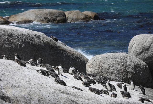 (251205) -- NAIROBI, Dec. 5, 2025 (Xinhua) -- This file photo taken on Oct. 20, 2025 shows African penguins on the beach in Simon's Town, South Africa. Endangered African penguins living off the coast of South Africa have likely starved to death in large numbers due to severe food shortages, according to a new study published on Dec. 5, 2025. (Xinhua/Han Xu)