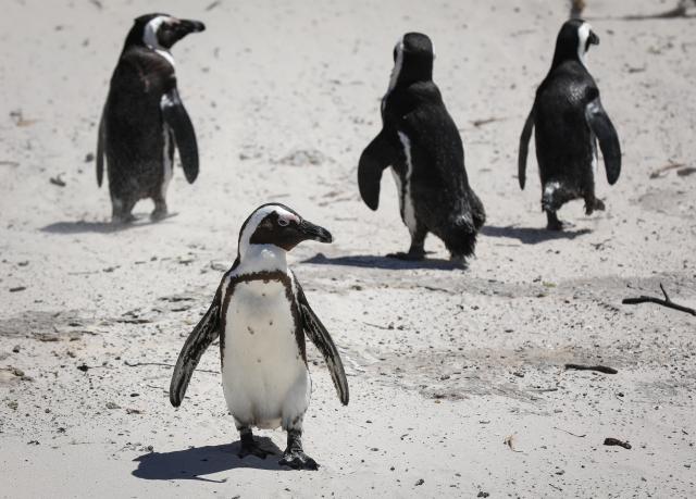(251205) -- NAIROBI, Dec. 5, 2025 (Xinhua) -- This file photo taken on Oct. 20, 2025 shows African penguins on the beach in Simon's Town, South Africa. Endangered African penguins living off the coast of South Africa have likely starved to death in large numbers due to severe food shortages, according to a new study published on Dec. 5, 2025. (Xinhua/Han Xu)