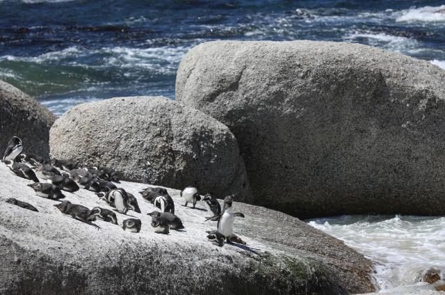 (251205) -- NAIROBI, Dec. 5, 2025 (Xinhua) -- This file photo taken on Oct. 20, 2025 shows African penguins on the beach in Simon's Town, South Africa. Endangered African penguins living off the coast of South Africa have likely starved to death in large numbers due to severe food shortages, according to a new study published on Dec. 5, 2025. (Xinhua/Han Xu)