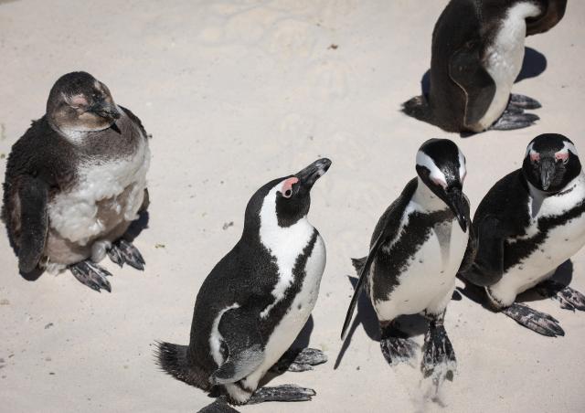 (251205) -- NAIROBI, Dec. 5, 2025 (Xinhua) -- This file photo taken on Oct. 20, 2025 shows African penguins on the beach in Simon's Town, South Africa. Endangered African penguins living off the coast of South Africa have likely starved to death in large numbers due to severe food shortages, according to a new study published on Dec. 5, 2025. (Xinhua/Han Xu)