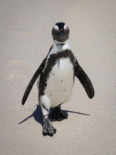 (251205) -- NAIROBI, Dec. 5, 2025 (Xinhua) -- This file photo taken on Oct. 20, 2025 shows an African penguin on the beach in Simon's Town, South Africa. Endangered African penguins living off the coast of South Africa have likely starved to death in large numbers due to severe food shortages, according to a new study published on Dec. 5, 2025. (Xinhua/Han Xu)