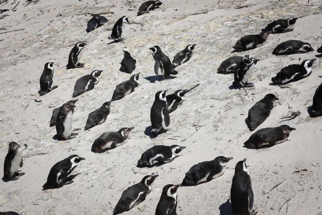 (251205) -- NAIROBI, Dec. 5, 2025 (Xinhua) -- This file photo taken on Oct. 20, 2025 shows African penguins on the beach in Simon's Town, South Africa. Endangered African penguins living off the coast of South Africa have likely starved to death in large numbers due to severe food shortages, according to a new study published on Dec. 5, 2025. (Xinhua/Han Xu)