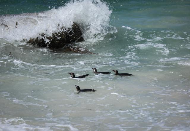 (251205) -- NAIROBI, Dec. 5, 2025 (Xinhua) -- This file photo taken on Oct. 20, 2025 shows African penguins on the beach in Simon's Town, South Africa. Endangered African penguins living off the coast of South Africa have likely starved to death in large numbers due to severe food shortages, according to a new study published on Dec. 5, 2025. (Xinhua/Han Xu)
