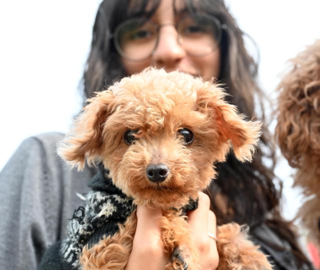 (251205) -- HAWALLI GOVERNORATE, Dec. 5, 2025 (Xinhua) -- A pet dog is pictured with its owner at a dog show in Hawalli Governorate, Kuwait, Dec. 5, 2025. The Kuwait National Dog Show kicked off recently. The show will last 3 days until Dec. 6. (Photo by Asad/Xinhua)