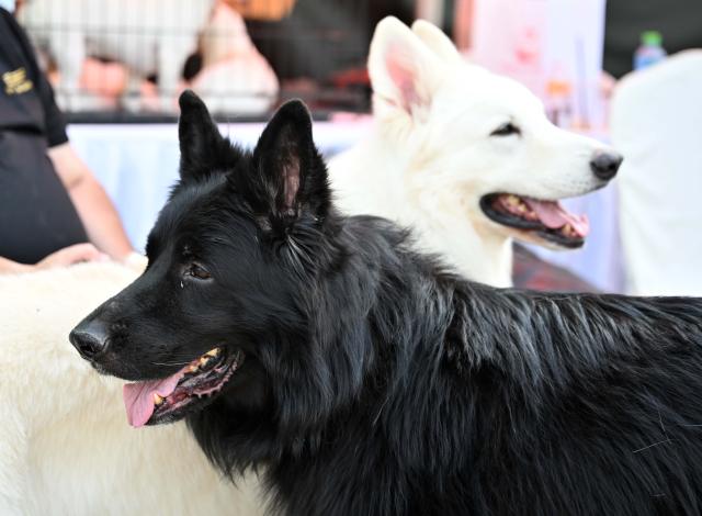 (251205) -- HAWALLI GOVERNORATE, Dec. 5, 2025 (Xinhua) -- Dogs are pictured at a dog show in Hawalli Governorate, Kuwait, Dec. 5, 2025. The Kuwait National Dog Show kicked off recently. The show will last 3 days until Dec. 6. (Photo by Asad/Xinhua)