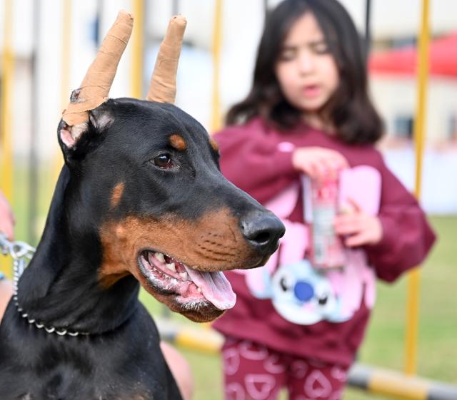 (251205) -- HAWALLI GOVERNORATE, Dec. 5, 2025 (Xinhua) -- A pet dog is pictured at a dog show in Hawalli Governorate, Kuwait, Dec. 5, 2025. The Kuwait National Dog Show kicked off recently. The show will last 3 days until Dec. 6. (Photo by Asad/Xinhua)