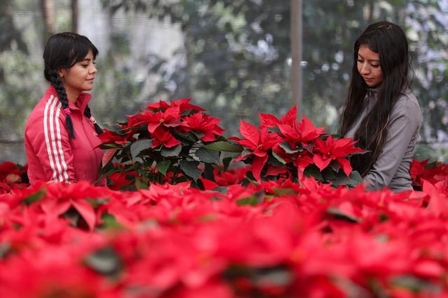 (251205) -- MEXICO CITY, Dec. 5, 2025 (Xinhua) -- Farmers harvest poinsettia plants in Mexico City, the capital of Mexico, Dec. 5, 2025. (Photo by Francisco Canedo/Xinhua)