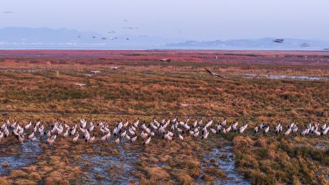 (251206) -- WEINING, Dec. 6, 2025 (Xinhua) -- A drone photo shows black-necked cranes at Caohai National Nature Reserve in Yi-Hui-Miao Autonomous County of Weining, southwest China's Guizhou Province, Dec. 1, 2025. The nature reserve has recently witnessed the peak season for the migration of black-necked cranes, a species under first-class state protection in China. (Xinhua/Yang Wenbin)