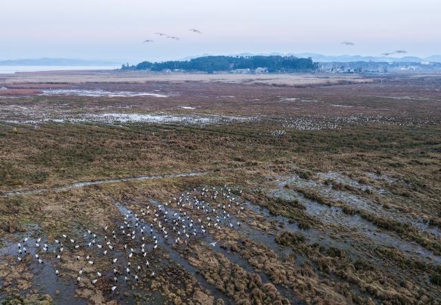 (251206) -- WEINING, Dec. 6, 2025 (Xinhua) -- An aerial drone photo shows black-necked cranes and other wild birds at Caohai National Nature Reserve in Yi-Hui-Miao Autonomous County of Weining, southwest China's Guizhou Province, Dec. 1, 2025. The nature reserve has recently witnessed the peak season for the migration of black-necked cranes, a species under first-class state protection in China. (Xinhua/Yang Wenbin)