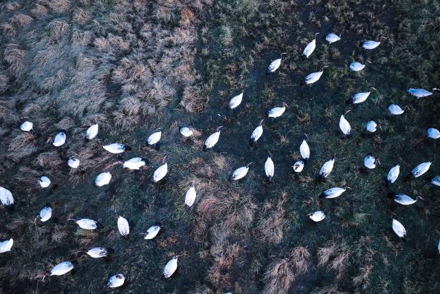 (251206) -- WEINING, Dec. 6, 2025 (Xinhua) -- An aerial drone photo shows black-necked cranes at Caohai National Nature Reserve in Yi-Hui-Miao Autonomous County of Weining, southwest China's Guizhou Province, Dec. 1, 2025. The nature reserve has recently witnessed the peak season for the migration of black-necked cranes, a species under first-class state protection in China. (Xinhua/Yang Wenbin)