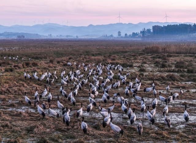 (251206) -- WEINING, Dec. 6, 2025 (Xinhua) -- A drone photo shows black-necked cranes at Caohai National Nature Reserve in Yi-Hui-Miao Autonomous County of Weining, southwest China's Guizhou Province, Dec. 1, 2025. The nature reserve has recently witnessed the peak season for the migration of black-necked cranes, a species under first-class state protection in China. (Xinhua/Yang Wenbin)