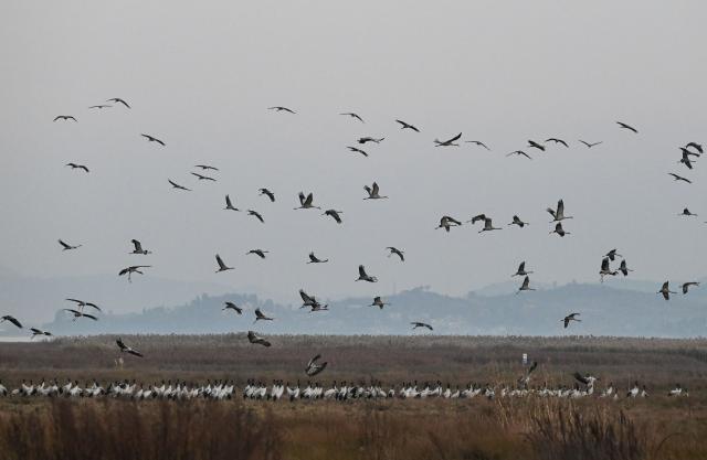 (251206) -- WEINING, Dec. 6, 2025 (Xinhua) -- Black-necked cranes are seen at Caohai National Nature Reserve in Yi-Hui-Miao Autonomous County of Weining, southwest China's Guizhou Province, Dec. 1, 2025. The nature reserve has recently witnessed the peak season for the migration of black-necked cranes, a species under first-class state protection in China. (Xinhua/Yang Wenbin)