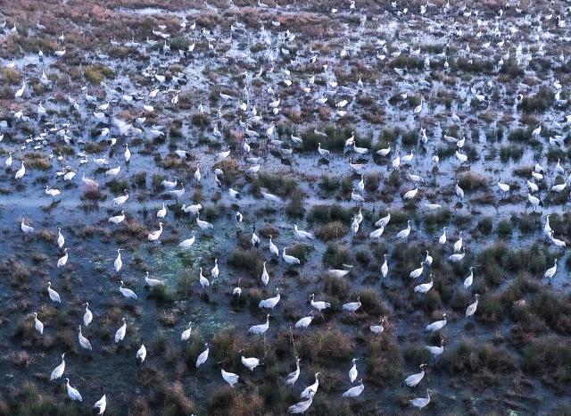(251206) -- WEINING, Dec. 6, 2025 (Xinhua) -- A drone photo shows black-necked cranes and other wild birds at Caohai National Nature Reserve in Yi-Hui-Miao Autonomous County of Weining, southwest China's Guizhou Province, Dec. 1, 2025. The nature reserve has recently witnessed the peak season for the migration of black-necked cranes, a species under first-class state protection in China. (Xinhua/Yang Wenbin)