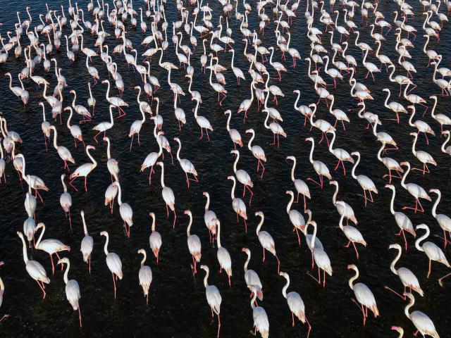 (251206) -- FAYOUM, Dec. 6, 2025 (Xinhua) -- A drone photo taken on Dec. 6, 2025 shows flamingos at Qarun Lake in Fayoum province, Egypt. Large numbers of flamingos fly to the lake to overwinter. (Xinhua/Ahmed Gomaa)