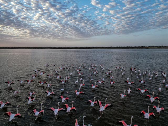 (251206) -- FAYOUM, Dec. 6, 2025 (Xinhua) -- A drone photo taken on Dec. 6, 2025 shows flamingos at Qarun Lake in Fayoum province, Egypt. Large numbers of flamingos fly to the lake to overwinter. (Xinhua/Ahmed Gomaa)