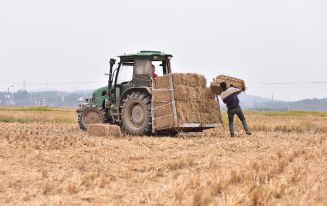 (251206) -- BEIJING, Dec. 6, 2025 (Xinhua) -- A man loads rice straw onto a tractor in Hezhou City, south China's Guangxi Zhuang Autonomous Region, Dec. 5, 2025. As the solar term of Major Snow, also known as "Da Xue" in Chinese, is approaching, farmers are busy with agricultural production across the country. (Photo by Liao Zuping/Xinhua)