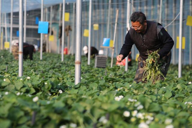 (251206) -- BEIJING, Dec. 6, 2025 (Xinhua) -- Staff members check the growth of strawberries in Weihai City, east China's Shandong Province, Dec. 6, 2025. As the solar term of Major Snow, also known as "Da Xue" in Chinese, is approaching, farmers are busy with agricultural production across the country. (Photo by Chen Hongqing/Xinhua)