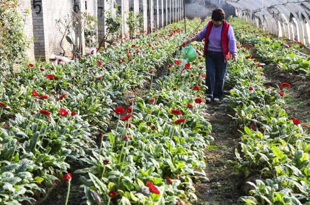 (251206) -- BEIJING, Dec. 6, 2025 (Xinhua) -- A farmer works at a flower greenhouse in Jiyuan City, central China's Henan Province, Dec. 6, 2025. As the solar term of Major Snow, also known as "Da Xue" in Chinese, is approaching, farmers are busy with agricultural production across the country. (Photo by Miao Qiunao/Xinhua)