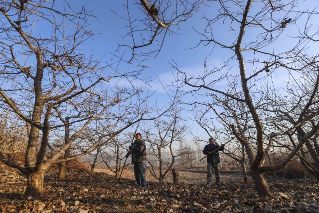 (251206) -- BEIJING, Dec. 6, 2025 (Xinhua) -- Farmers prune fruit trees at an orchard in Zunhua City, north China's Hebei Province, Dec. 6, 2025. As the solar term of Major Snow, also known as "Da Xue" in Chinese, is approaching, farmers are busy with agricultural production across the country. (Photo by Liu Mancang/Xinhua)