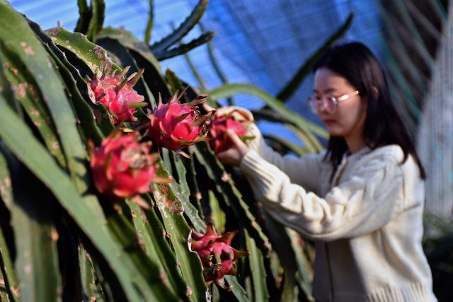 (251206) -- BEIJING, Dec. 6, 2025 (Xinhua) -- A woman picks pitaya in Yantai City, east China's Shandong Province, Dec. 6, 2025. As the solar term of Major Snow, also known as "Da Xue" in Chinese, is approaching, farmers are busy with agricultural production across the country. (Photo by Sun Wentan/Xinhua)