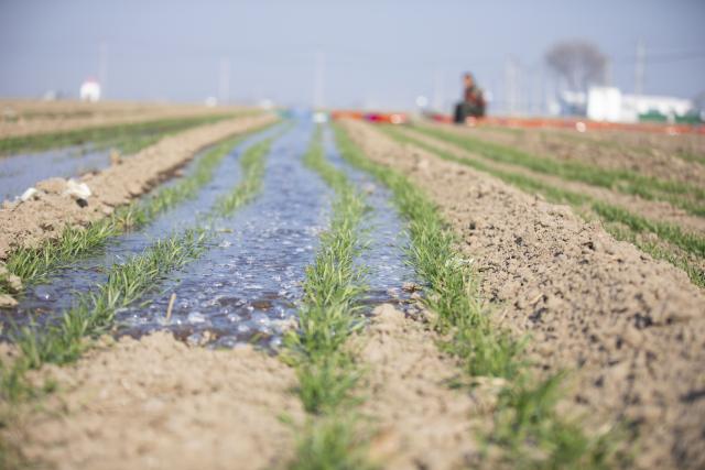 (251206) -- BEIJING, Dec. 6, 2025 (Xinhua) -- This photo taken on Dec. 6, 2025 shows a winter wheat field after irrigation in Dongying City, east China's Shandong Province. As the solar term of Major Snow, also known as "Da Xue" in Chinese, is approaching, farmers are busy with agricultural production across the country. (Photo by Liu Yunjie/Xinhua)