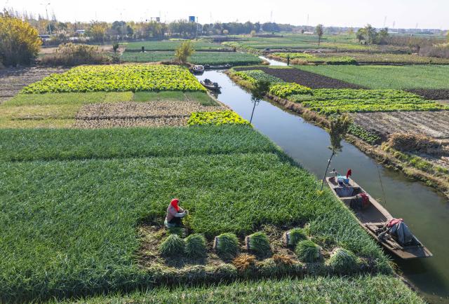 (251206) -- BEIJING, Dec. 6, 2025 (Xinhua) -- An aerial drone photo taken on Dec. 6, 2025 shows farmers harvesting chives in Xinghua City, east China's Jiangsu Province. As the solar term of Major Snow, also known as "Da Xue" in Chinese, is approaching, farmers are busy with agricultural production across the country. (Photo by Zhou Shegen/Xinhua)