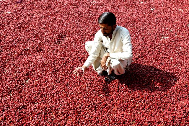 (251206) -- SINDH, Dec. 6, 2025 (Xinhua) -- A farmer checks dried red chilies at a market in Umerkot district in southern Sindh province, Pakistan, Dec. 6, 2025. (Str/Xinhua)