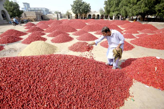 (251206) -- SINDH, Dec. 6, 2025 (Xinhua) -- A farmer checks dried red chilies at a market in Umerkot district in southern Sindh province, Pakistan, Dec. 6, 2025. (Str/Xinhua)