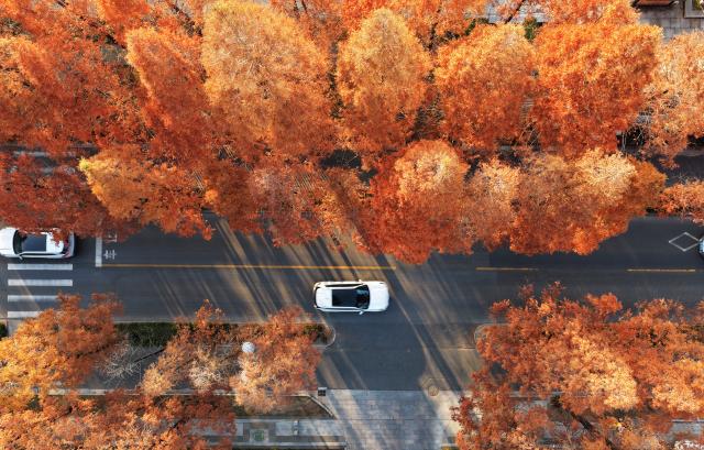 (251206) -- BEIJING, Dec. 6, 2025 (Xinhua) -- An aerial drone photo taken on Dec. 6, 2025 shows cars running on a road flanked by dawn redwoods in Yangzhou City, east China's Jiangsu Province. (Photo by Meng Delong/Xinhua)