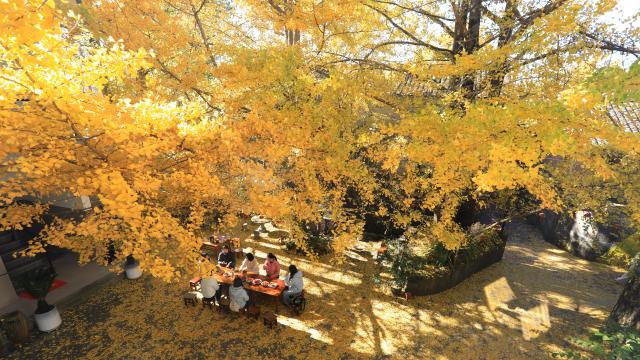 (251206) -- BEIJING, Dec. 6, 2025 (Xinhua) -- People enjoy leisure time under ginkgoes in Jiangdong Village, Tengchong City of southwest China's Yunnan Province, Dec. 6, 2025. (Photo by Gong Zujin/Xinhua)