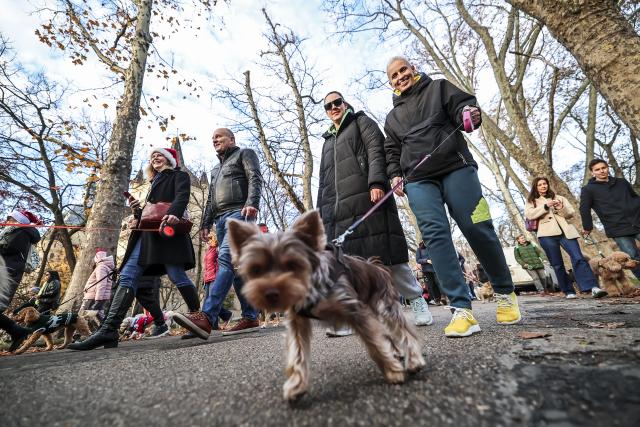 (251207) -- BUDAPEST, Dec. 7, 2025 (Xinhua) -- Participants walk with their dogs during an annual "Santa Dog Walk" event at the City Park in Budapest, Hungary on Dec. 6, 2025. The Christmas-themed event brings together dog owners from across the city for a seasonal walk, promoting responsible pet ownership and encouraging outdoor activities for families and their pets. (Photo by David Balogh/Xinhua)