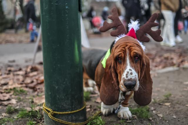 (251207) -- BUDAPEST, Dec. 7, 2025 (Xinhua) -- A dog participates in an annual "Santa Dog Walk" event at the City Park in Budapest, Hungary on Dec. 6, 2025. The Christmas-themed event brings together dog owners from across the city for a seasonal walk, promoting responsible pet ownership and encouraging outdoor activities for families and their pets. (Photo by David Balogh/Xinhua)