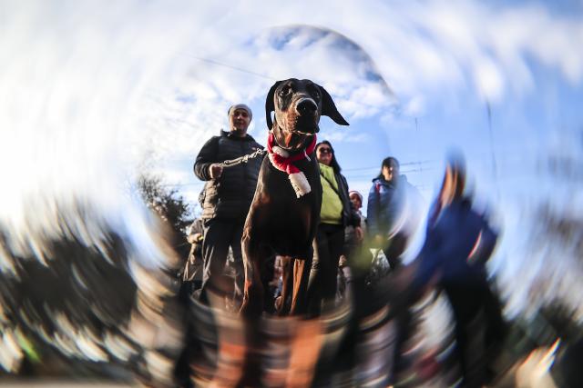(251207) -- BUDAPEST, Dec. 7, 2025 (Xinhua) -- Participants walk with their dog during an annual "Santa Dog Walk" event at the City Park in Budapest, Hungary on Dec. 6, 2025. The Christmas-themed event brings together dog owners from across the city for a seasonal walk, promoting responsible pet ownership and encouraging outdoor activities for families and their pets. (Photo by David Balogh/Xinhua)