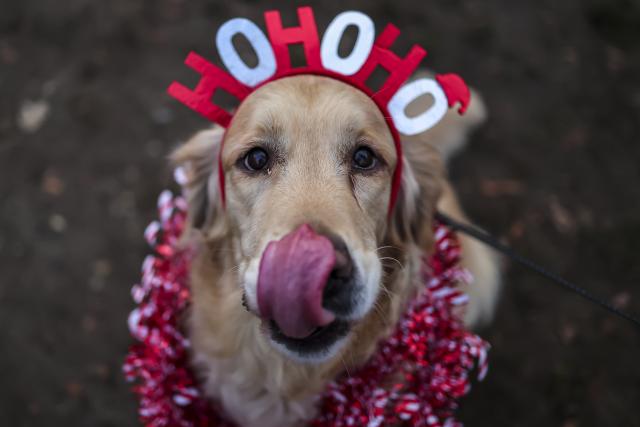 (251207) -- BUDAPEST, Dec. 7, 2025 (Xinhua) -- A dog participates in an annual "Santa Dog Walk" event at the City Park in Budapest, Hungary on Dec. 6, 2025. The Christmas-themed event brings together dog owners from across the city for a seasonal walk, promoting responsible pet ownership and encouraging outdoor activities for families and their pets. (Photo by David Balogh/Xinhua)