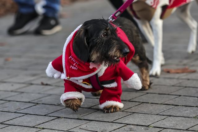 (251207) -- BUDAPEST, Dec. 7, 2025 (Xinhua) -- A dog participates in an annual "Santa Dog Walk" event in the City Park in Budapest, Hungary on Dec. 6, 2025. The Christmas-themed event brings together dog owners from across the city for a seasonal walk, promoting responsible pet ownership and encouraging outdoor activities for families and their pets. (Photo by David Balogh/Xinhua)