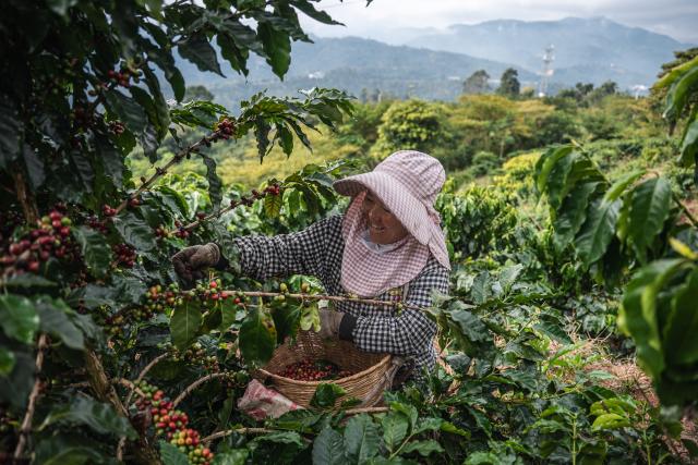 (251207) -- BEIJING, Dec. 7, 2025 (Xinhua) -- A farmer picks fresh coffee cherries in a coffee field in Pu'er City, southwest China's Yunnan Province, Dec. 6, 2025. Pu'er now has 703,900 mu (about 46,927 hectares) of coffee under cultivation, with an annual bean output of 84,000 tonnes. (Xinhua/Wang Guansen)