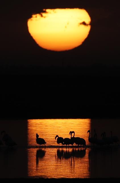 (251207) -- BEIJING, Dec. 7, 2025 (Xinhua) -- This photo taken on Dec. 6, 2025 shows flamingos at sunrise at Qarun Lake in Fayoum province, Egypt. (Xinhua/Ahmed Gomaa)