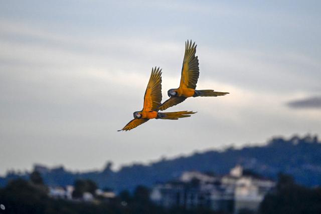 (251208) -- CARACAS, Dec. 8, 2025 (Xinhua) -- Two macaws fly in the sky over Caracas, capital of Venezuela, Dec. 7, 2025. (Xinhua/Li Muzi)