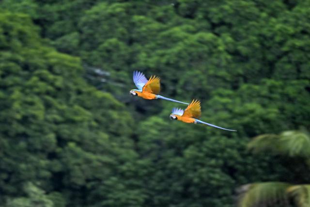 (251208) -- CARACAS, Dec. 8, 2025 (Xinhua) -- Two macaws fly in the sky over Caracas, capital of Venezuela, Dec. 7, 2025. (Xinhua/Li Muzi)