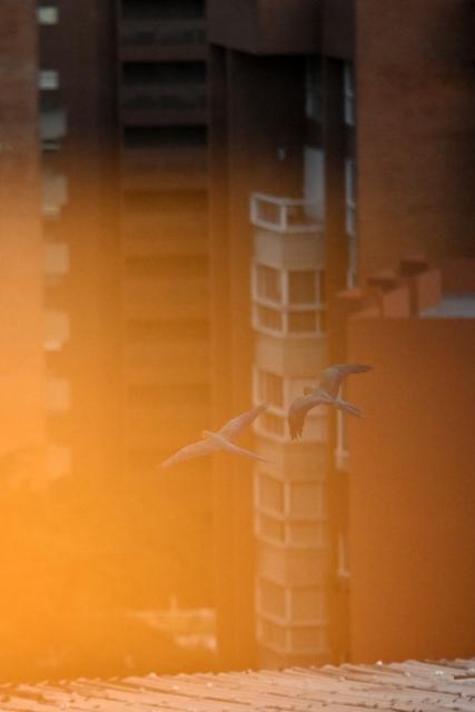 (251208) -- CARACAS, Dec. 8, 2025 (Xinhua) -- Two macaws fly in the sky over Caracas, capital of Venezuela, Dec. 7, 2025. (Xinhua/Li Muzi)