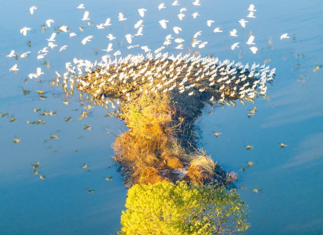 (251208) -- BEIJING, Dec. 8, 2025 (Xinhua) -- An aerial drone photo taken on Dec. 6, 2025 shows a flock of birds at a wetland park in east China's Jiangsu Province. (Photo by Zhou Shegen/Xinhua)