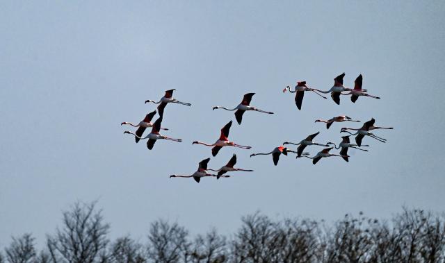 (251208) -- NANJING, Dec. 8, 2025 (Xinhua) -- This photo taken on Dec. 8, 2025 shows flamingos flying over Tiaozini wetland in Dongtai of Yancheng City, east China's Jiangsu Province. Recently a flock of flamingos arrived here to overwinter. Flamingos have been wintering here for 11 consecutive years since 2015. (Photo by Sun Jialu/Xinhua)