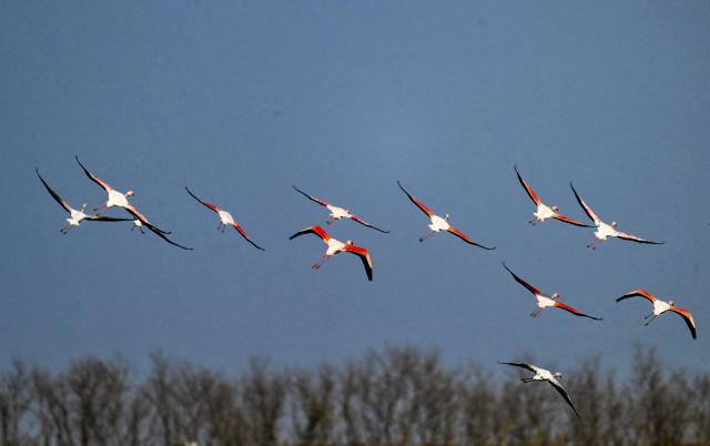 (251208) -- NANJING, Dec. 8, 2025 (Xinhua) -- This photo taken on Dec. 8, 2025 shows flamingos flying over Tiaozini wetland in Dongtai of Yancheng City, east China's Jiangsu Province. Recently a flock of flamingos arrived here to overwinter. Flamingos have been wintering here for 11 consecutive years since 2015. (Photo by Sun Jialu/Xinhua)