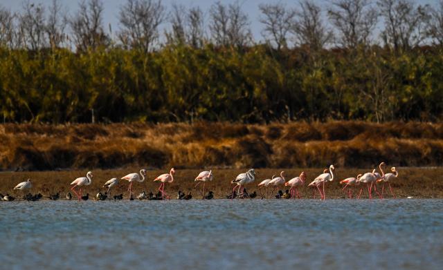 (251208) -- NANJING, Dec. 8, 2025 (Xinhua) -- This photo taken on Dec. 8, 2025 shows flamingos resting in Tiaozini wetland in Dongtai of Yancheng City, east China's Jiangsu Province. Recently a flock of flamingos arrived here to overwinter. Flamingos have been wintering here for 11 consecutive years since 2015. (Photo by Sun Jialu/Xinhua)